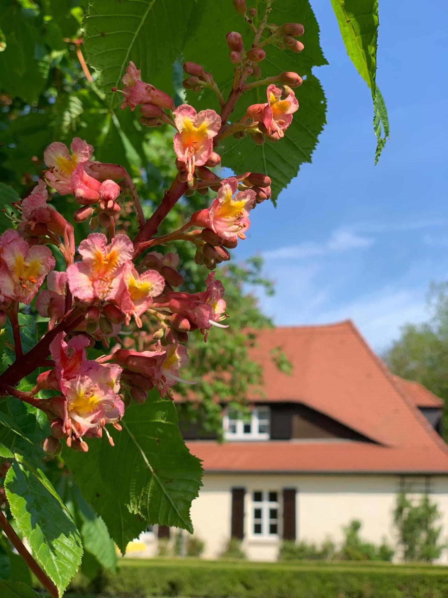 Landhaus Saaleck Leilighet Naumburg  Eksteriør bilde